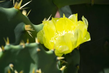 Büyük bir kaktüs türü olan Opuntia Bölgesi 'nin çiçek, yaprak ve dalları Grumari sahilinde Rio de Janeiro' da bulunur..