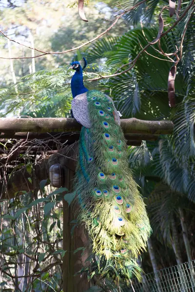 Tavuskuşu (Pavo kristali) yoğun, çok renkli renklerle ve beyaz, mavi, yeşil, altın veya siyah tonlarıyla coşkulu tüylere sahiptir..