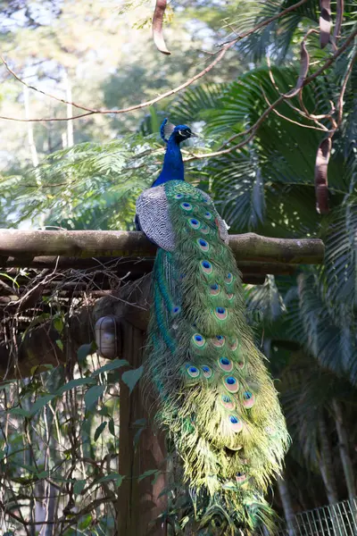 Tavuskuşu (Pavo kristali) yoğun, çok renkli renklerle ve beyaz, mavi, yeşil, altın veya siyah tonlarıyla coşkulu tüylere sahiptir..