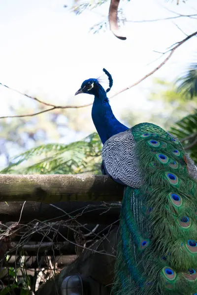 Tavuskuşu (Pavo kristali) yoğun, çok renkli renklerle ve beyaz, mavi, yeşil, altın veya siyah tonlarıyla coşkulu tüylere sahiptir..