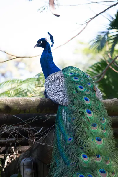 Tavuskuşu (Pavo kristali) yoğun, çok renkli renklerle ve beyaz, mavi, yeşil, altın veya siyah tonlarıyla coşkulu tüylere sahiptir..