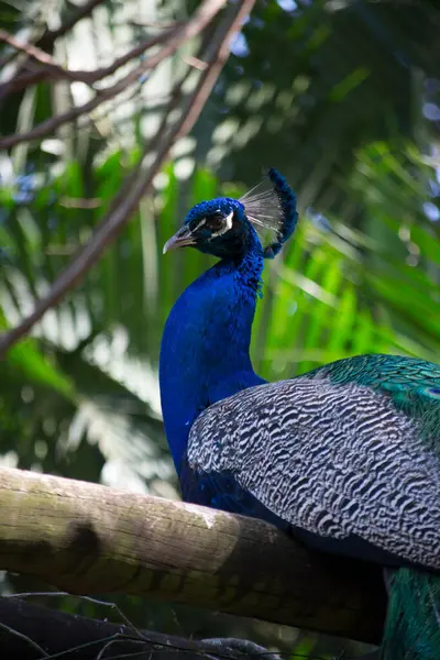 Tavuskuşu (Pavo kristali) yoğun, çok renkli renklerle ve beyaz, mavi, yeşil, altın veya siyah tonlarıyla coşkulu tüylere sahiptir..
