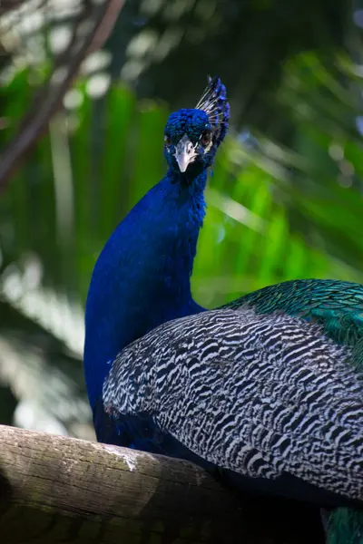 Tavuskuşu (Pavo kristali) yoğun, çok renkli renklerle ve beyaz, mavi, yeşil, altın veya siyah tonlarıyla coşkulu tüylere sahiptir..