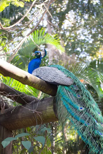 Tavuskuşu (Pavo kristali) yoğun, çok renkli renklerle ve beyaz, mavi, yeşil, altın veya siyah tonlarıyla coşkulu tüylere sahiptir..