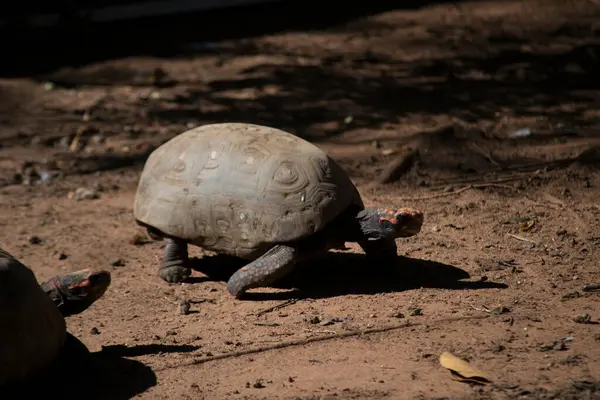 Kaplumbağa (Chelonoidis nigra) yerde yürüyor