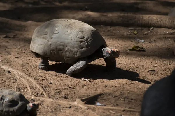 Kaplumbağa (Chelonoidis nigra) yerde yürüyor