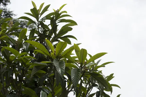 Meyve verme aşamasında erik veya lokuat ağacı (Eriobotrya japonica) tohumlarını gösterir.