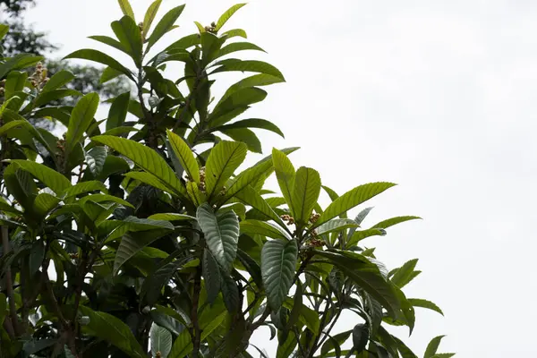 Meyve verme aşamasında erik veya lokuat ağacı (Eriobotrya japonica) tohumlarını gösterir.