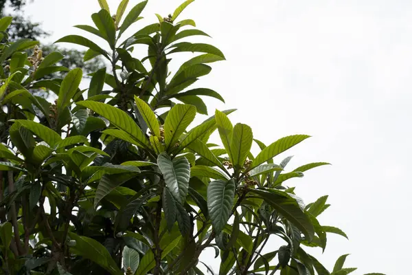 Meyve verme aşamasında erik veya lokuat ağacı (Eriobotrya japonica) tohumlarını gösterir.