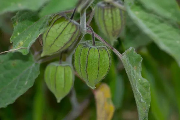 Physalis, Solanaceae familyasından bir botanik cinsidir. Bu fotoğrafta Physalis Angulata, Atlantik Ormanı 'nın ortasında yetiştirilmiş bitkisel bir bitki.