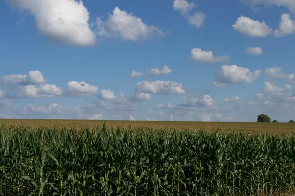 Darı tarlasında (Zea mays) büyük ölçekte, çiçeklenme aşamasında yetiştirilir..