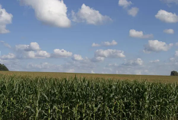 Darı tarlasında (Zea mays) büyük ölçekte, çiçeklenme aşamasında yetiştirilir..