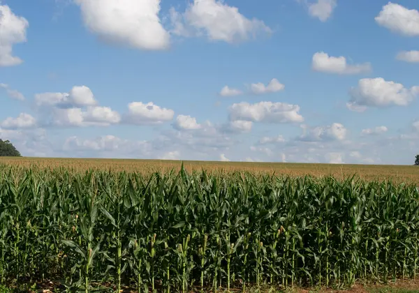 Darı tarlasında (Zea mays) büyük ölçekte, çiçeklenme aşamasında yetiştirilir..