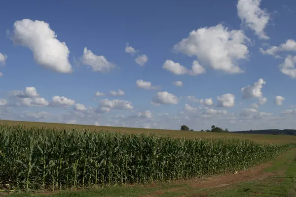 Darı tarlasında (Zea mays) büyük ölçekte, çiçeklenme aşamasında yetiştirilir..