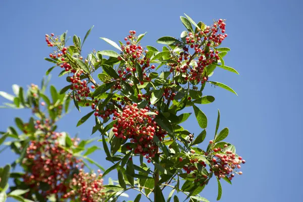 Aroeira ya da mastik ağaç (Schinus terebinthifolia) ve pembe biber tohumları olarak bilinen bitkinin detayları