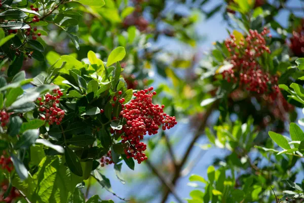Aroeira ya da mastik ağaç (Schinus terebinthifolia) ve pembe biber tohumları olarak bilinen bitkinin detayları