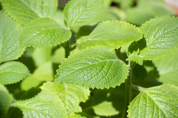 Malvarisco (Plectranthus amboinicus Lour) olarak bilinen bitkinin yaprakları. organik substrat.