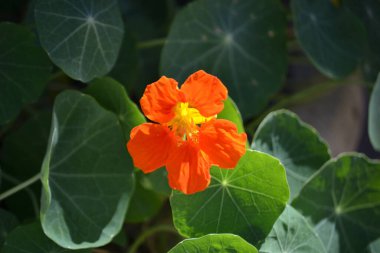 Nasturtium (Tropaeolum majus) adı verilen bitkinin portakal yaprakları ve çiçekleri)