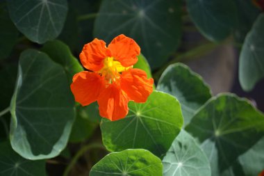 Nasturtium (Tropaeolum majus) adı verilen bitkinin portakal yaprakları ve çiçekleri)