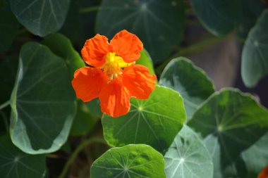 Nasturtium (Tropaeolum majus) adı verilen bitkinin portakal yaprakları ve çiçekleri)