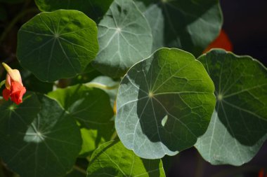 Nasturtium (Tropaeolum majus) adı verilen bitkinin portakal yaprakları ve çiçekleri)