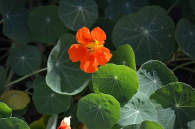Nasturtium (Tropaeolum majus) adı verilen bitkinin portakal yaprakları ve çiçekleri)