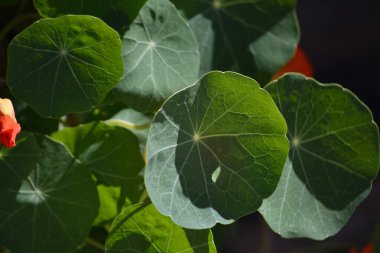 Nasturtium (Tropaeolum majus) adı verilen bitkinin portakal yaprakları ve çiçekleri)