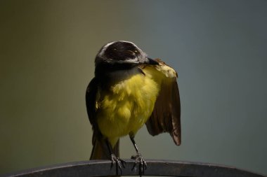 Pitangus sülfüratının sarı ve beyaz göğsüne sahip kahverengi kuş, öpkadee olarak bilinir.