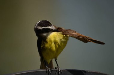 Pitangus sülfüratının sarı ve beyaz göğsüne sahip kahverengi kuş, öpkadee olarak bilinir.