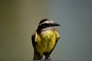 Pitangus sülfüratının sarı ve beyaz göğsüne sahip kahverengi kuş, öpkadee olarak bilinir.