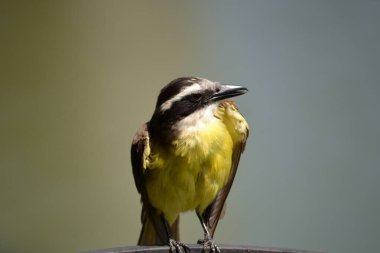 Pitangus sülfüratının sarı ve beyaz göğsüne sahip kahverengi kuş, öpkadee olarak bilinir.