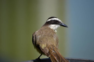 Pitangus sülfüratının sarı ve beyaz göğsüne sahip kahverengi kuş, öpkadee olarak bilinir.