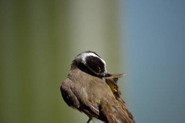 Pitangus sülfüratının sarı ve beyaz göğsüne sahip kahverengi kuş, öpkadee olarak bilinir.