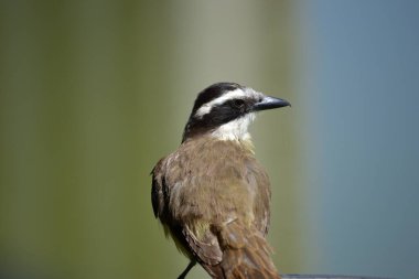 Pitangus sülfüratının sarı ve beyaz göğsüne sahip kahverengi kuş, öpkadee olarak bilinir.