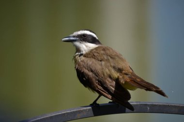 Pitangus sülfüratının sarı ve beyaz göğsüne sahip kahverengi kuş, öpkadee olarak bilinir.