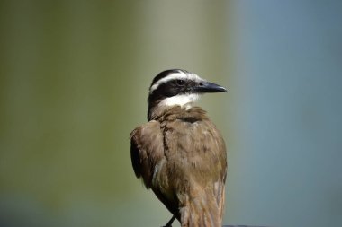 Pitangus sülfüratının sarı ve beyaz göğsüne sahip kahverengi kuş, öpkadee olarak bilinir.