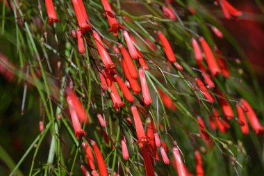 Nasturtiyum bitkisinin birçok küçük, kırmızı, silindirik yaprakları ve çiçekleri (Russelia equisetiforis)