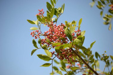 Aroeira ya da mastik ağaç (Schinus terebinthifolia) ve pembe biberi olarak bilinen bitkinin ayrıntıları