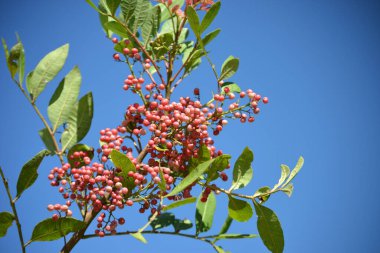 Aroeira ya da mastik ağaç (Schinus terebinthifolia) ve pembe biberi olarak bilinen bitkinin ayrıntıları