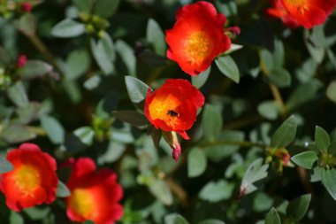 Portakal ve sarı yapraklar ve büyüyen Purslane (Portulaca oleracea) çiçekleri organik olarak yetişir.