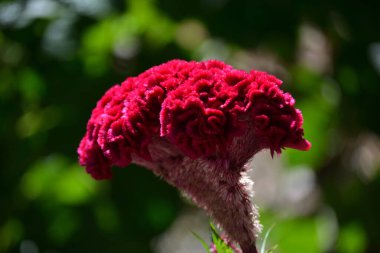 Penis tarağı çiçeği (Celosia cristata) bahçelerde yetişen canlı menekşe rengi