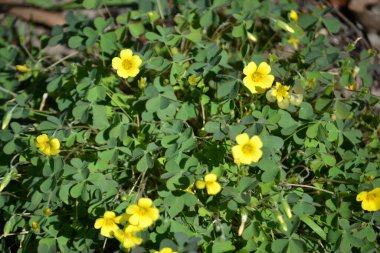Sarı yapraklar ve büyüyen yonca çiçekleri (Oxalis stricta) organik olarak büyüdü