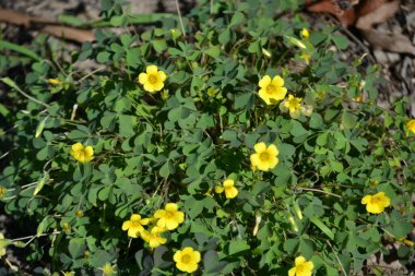 Sarı yapraklar ve büyüyen yonca çiçekleri (Oxalis stricta) organik olarak büyüdü