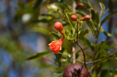 Brezilya 'nın Rio de Janeiro şehrinde yetişen organik tarım ormanları sisteminde yetişen nar ağacının (Punica granatum) meyveleri, yaprakları ve çiçekleri.