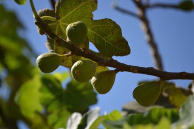 Brezilya 'nın So Paulo kentindeki Atlantik Ormanı' nı geçen yolda incir ağacının (Ficus) yeşil meyve ve yaprakları bulundu..