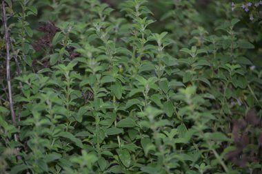 Brezilya 'da marjoram (Origanum majorana) olarak bilinen bitkilerin çoğu, birçok dalda küçük yeşil yapraklarını gösterirler. Fotoğrafın tamamını kaldırıyorum..