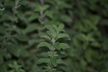 Brezilya 'da marjoram (Origanum majorana) olarak bilinen bitkilerin çoğu, birçok dalda küçük yeşil yapraklarını gösterirler. Fotoğrafın tamamını kaldırıyorum..