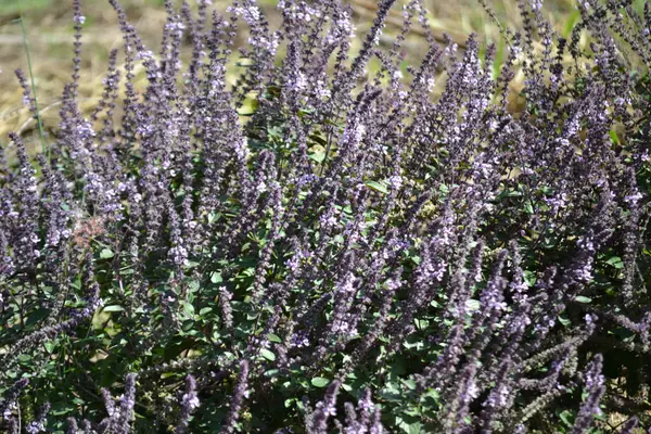 Lavender flowers blooming in the garden, close-up Leaves, fruits, flowers, seeds of the plant known as Lavender (Lavandula dentata)