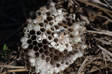 Eşek arısı kolonilerini gösteren yuvaların yakın çekimleri