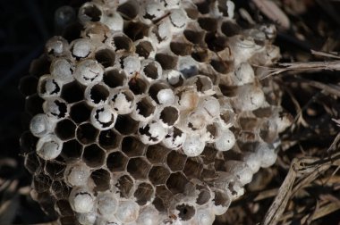 Eşek arısı kolonilerini gösteren yuvaların yakın çekimleri